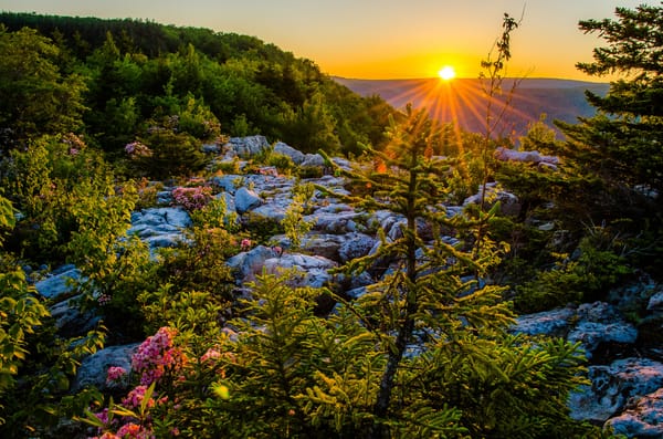 Обои Dolly Sods Wilderness, Аллеганские горы, Национальный заповедник Мононгиела, закат, плато, West Virginia, Аллеганы, Monongahela National Forest, Allegheny Mountains, Западная Виргиния