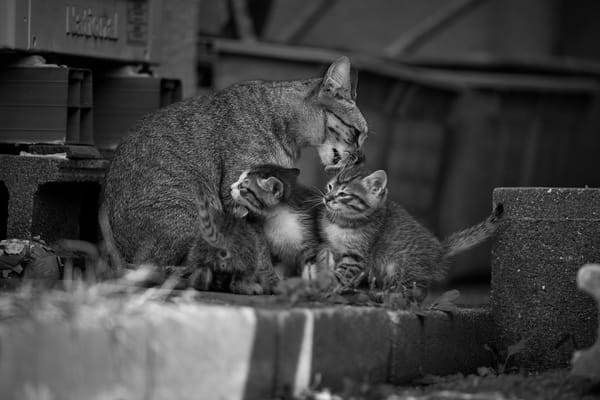 Обои кошка с котятами, котята, мойдодыр, малыши, материнство, кошка, монохром, чёрно-белая