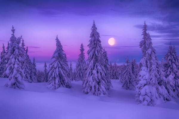 Обои Winter Dream, снег, ёлки, зима