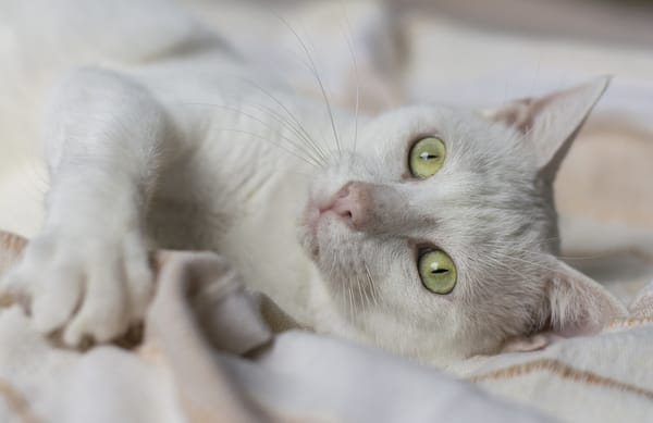 Обои белая кошка, глаза, мордочка, кошка