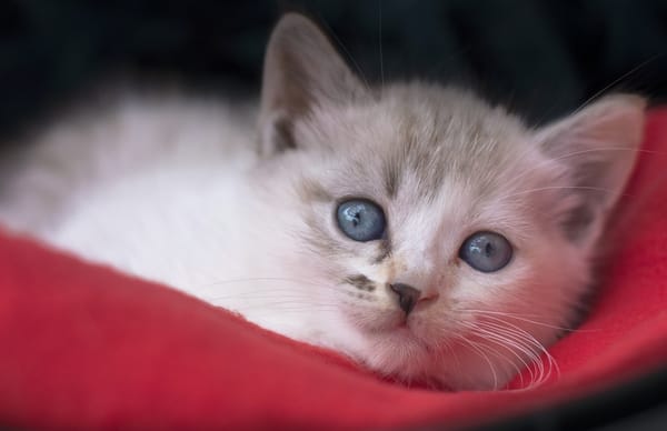 Обои котёнок, голубые глаза, мордочка, взгляд