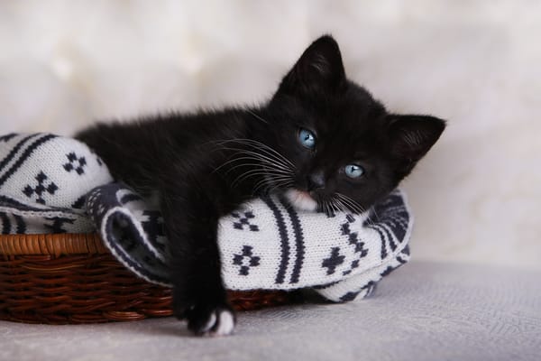 Обои чёрный котёнок, котёнок, взгляд, голубые глаза