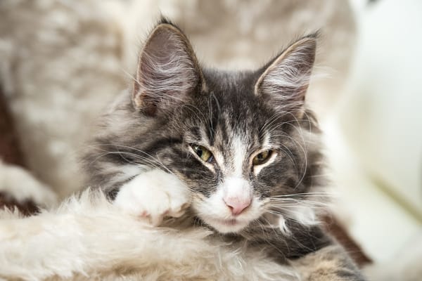 Обои Норвежская лесная кошка, мордочка, хитрый взгляд, уши, взгляд