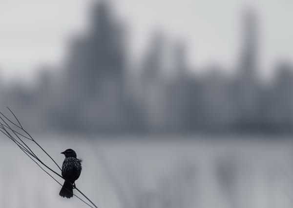 Обои Melancholy, птица