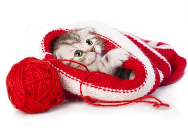 Обои Шотландская вислоухая кошка, нитки, малыш, скоттиш-фолд, шапка, котёнок, клубок