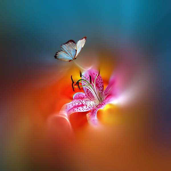 Обои бабочка, краски, стилизация, цветок, Josep Sumalla, яркая, пестрая, красивая