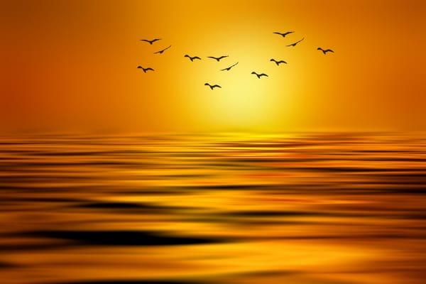 Обои озеро, солнце, краски, стая, стилизация, Josep Sumalla, птицы