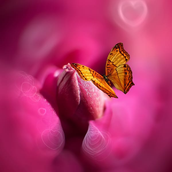 Обои бабочка, цветок, Josep Sumalla, стилизация, краски, сердце