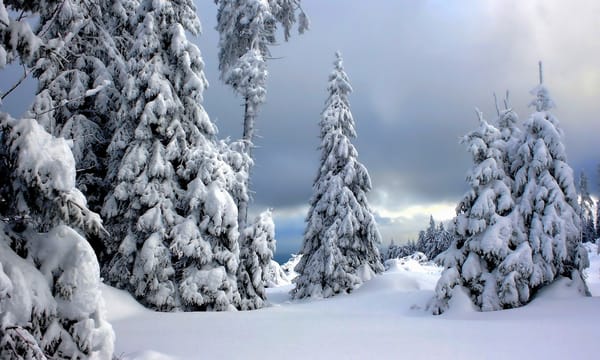 Обои Harz National Park, зима, Germany, Национальный парк Гарц, снег, Германия, деревья
