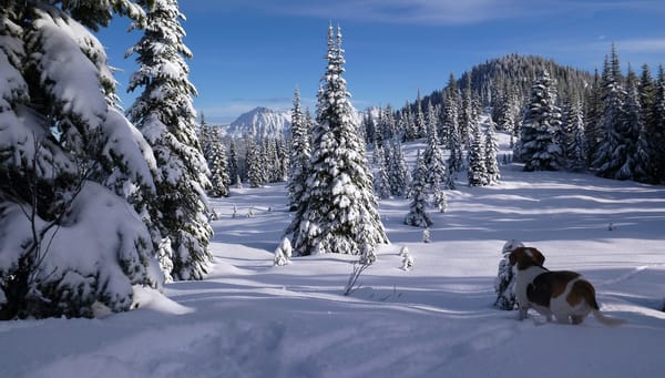 Обои North Cascades, бигль, ели, Canada, зима, Канада, British Columbia, Cascade Range, Каскадные горы, снег, Чилливак, собака, горы, Chilliwack, деревья, Британская Колумбия, лес