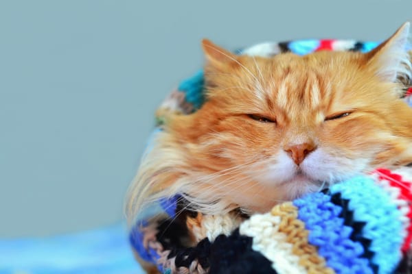 Обои кот, теплый, cat, размытость, взгляд, шарф, хитрюга, прищурился, рыжий, котяра, , завернулся, отдых, боке, мордочка, усы, яркий