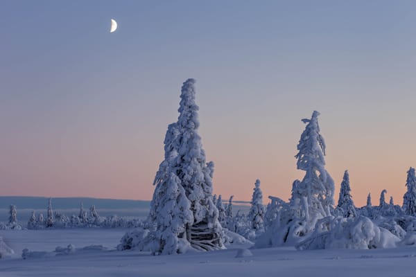 Обои Gitsfjällets Nature Reserve, деревья, Lapland, зима, Sweden, снег, Vasterbotten, Лапландия, Вестерботтен, Швеция