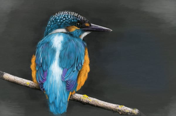 Обои птица, kingfisher, ветка, зимородок