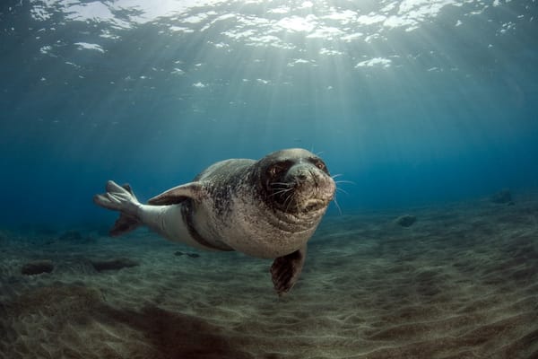 Обои Тюлень-монах (Monachus monachus, Desertas Islands), 26 июля 2009 года, прибрежные воды островов Дезерташ (Ильяш-Дезерташ, архипелаг Мадейра (Madeira), рассеяние солнечного света в водной среде, Ilhas Desertas, самец, Португалия, Monk Seal), песчаное дно