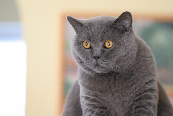 Обои Британская короткошёрстная кошка, кот, британец, взгляд