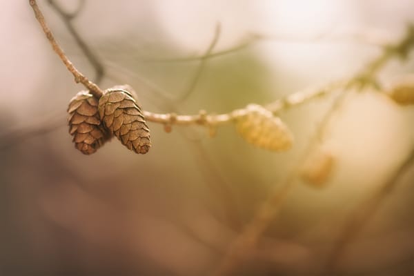Обои Pine Cones, природа, ветки