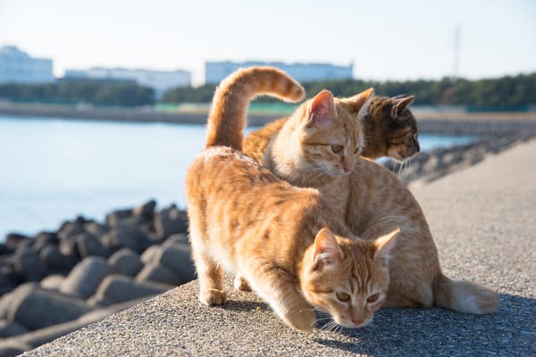 Обои рыжие кошки, кошки, набережная