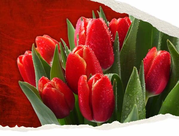 Обои flowers, colorful tulips, Nature, spring