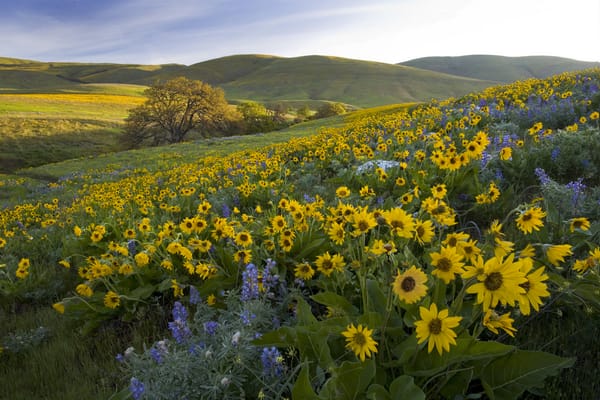 Обои Columbia Hills State Park, бальзамориза, Washington, Парк Колумбия Хиллс, люпины, холмы, штат Вашингтон, цветы, луг