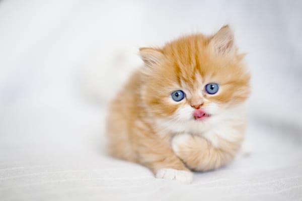 Обои рыжий котёнок, рыжий, малыш, котёнок