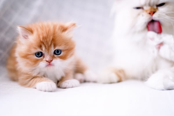 Обои рыжий котёнок, котёнок, взгляд, кошка