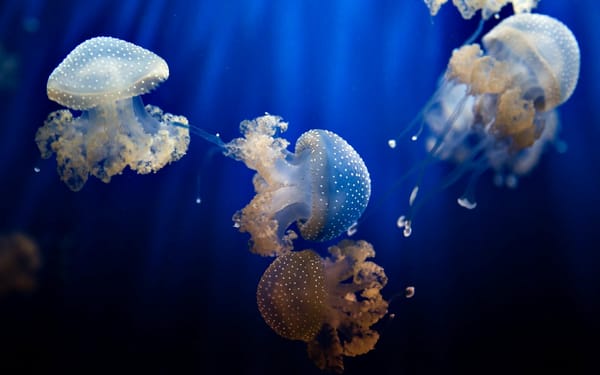 Обои подводный мир, jellyfish large white, underwater, jellyfish, медузы, большие белые медузы
