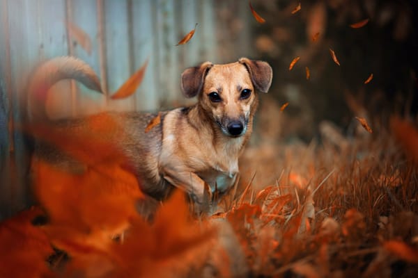 девушка собака листья без смс