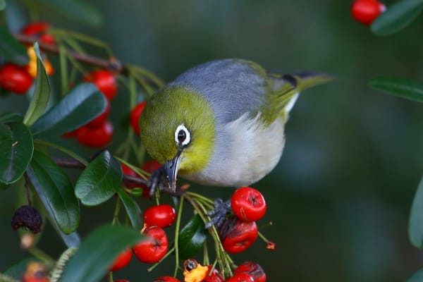Обои природа, белый глаз, silvereye, птица, ветка, ягоды, белоглазка