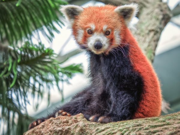 природа животное красная панда детеныш бесплатно