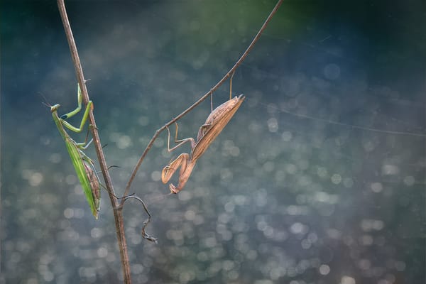 Обои mantises, antennae, paws, branch, eyes, stalk, brown mantis, green mantis