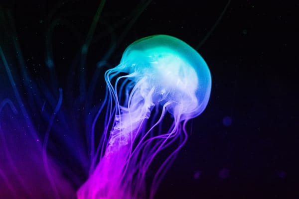 Обои Underwater World, океан, сияние, sea, water, медуза, ocean