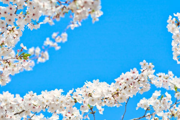 Весняна природа, що символізує народні прикмети 17 березня та спостереження за погодою цього дня народні прикмети 17 березня весняна погода