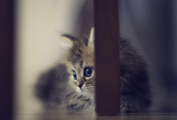Обои benjamin torode, пол, ножки, ben torode, daisy, котенок, стул