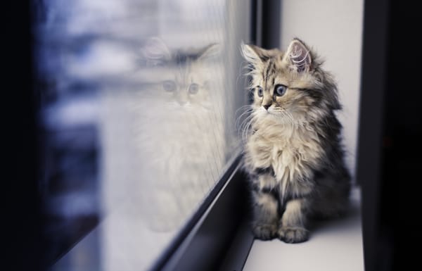 Обои подоконник, ben torode, daisy, benjamin torode, котенок, окно