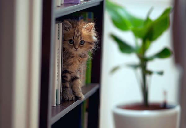 Обои котенок, на книжной полке