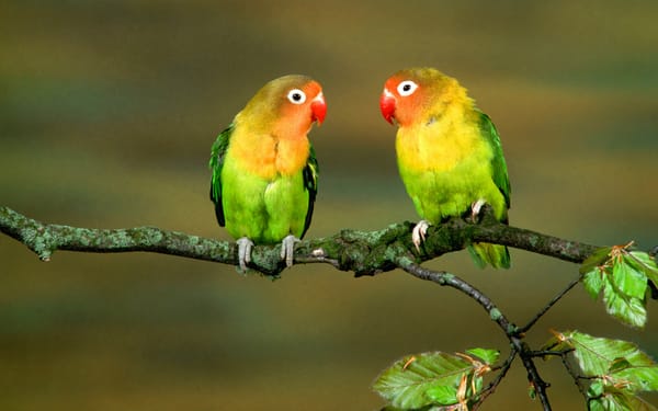 птица животное природа ветка желтый попугай бесплатно