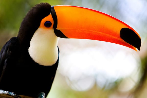 Обои Большой тукан (Ramphastos toco)