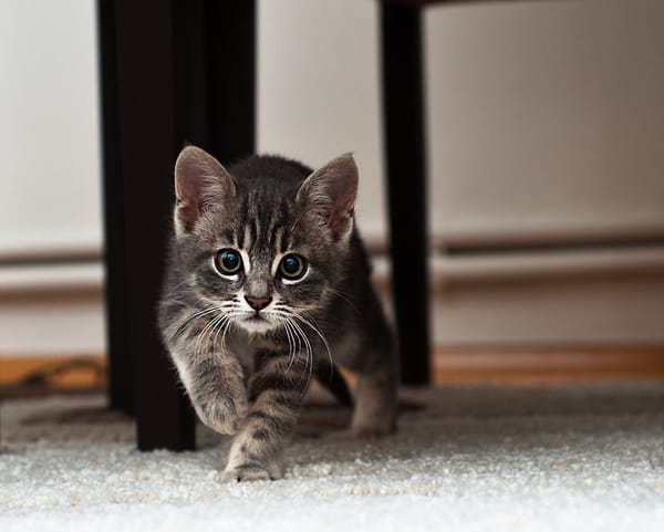 Обои Котенок на белом ковре