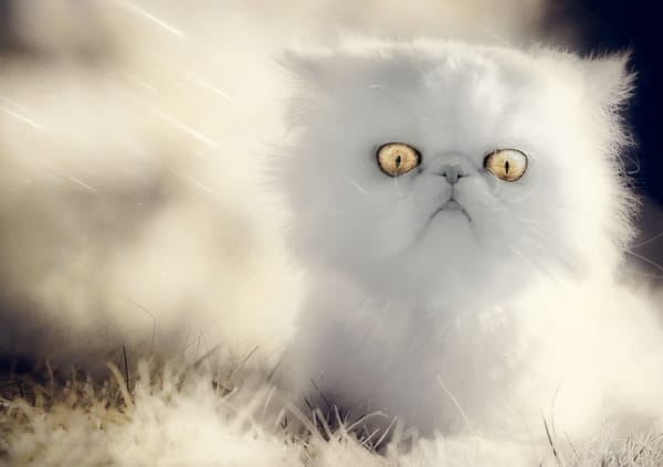 Обои Удивленный белый кот