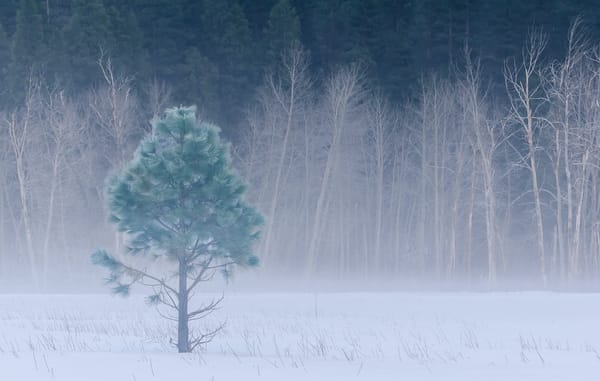 Обои forest, california, yosemite national park, snow, fog, usa, йосемити, winter, trees, meadow