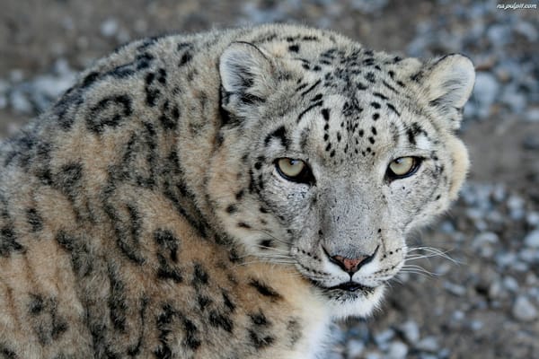 Обои морда, снежный барс, взгляд, хищник, snow leopard, ирбис