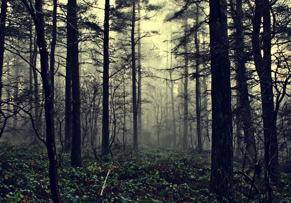 Обои the fog of illusion, туман, лес, природа