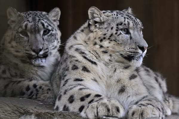 Обои хищник, snow leopard, ирбис, семья, снежный барс, пара