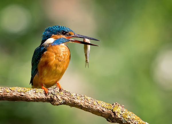 Обои птица, kingfisher, alcedo atthis, обыкновенный зимородок, капли