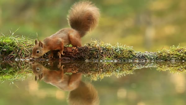 природа животные белка вода отражение листья загрузить