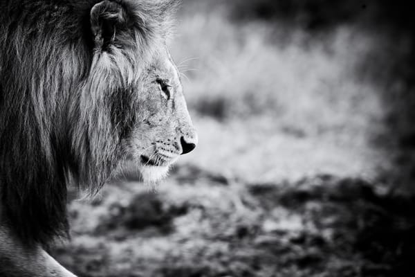 Обои animals, lion, животное, лев, черно-белое