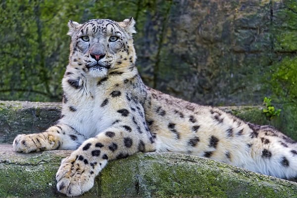 Обои snow leopard, взгляд, ирбис, снежный барс