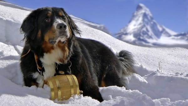 Обои бернский зенненхунд, собака, снег, dog, berner sennenhund, горы