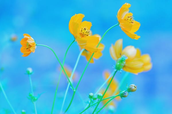 Обои космея, голубой фон, желтые, цветы