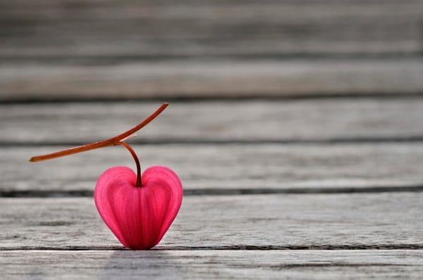Обои лепесток, natural heart, цветок